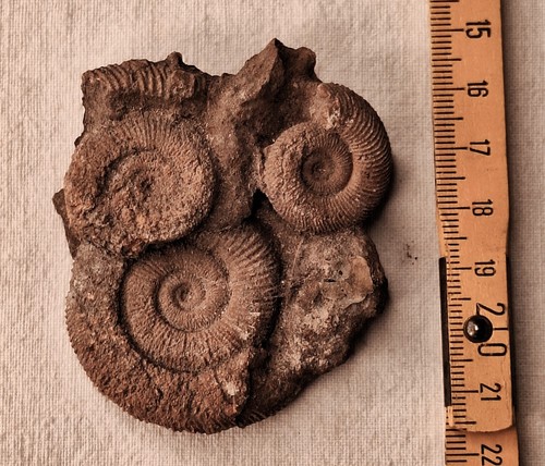 Fossilien ammoniten - fossilien/,