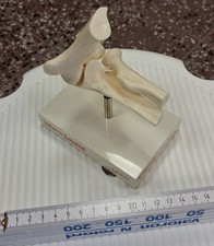 Anatomisches modell des - anatomisches,