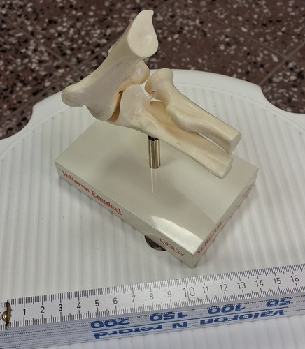 Anatomisches modell des - anatomisches,