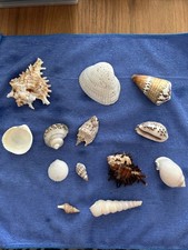 Muschel-Sammlung,Konvolut, 13 Stück Sehr Alt