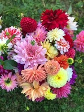 8000245 Dahlia Dahlie Dahlien Colormix Mix Farbmischung Flowersmix 50 Samen