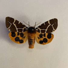 Entomologie*Actia caja*Ex