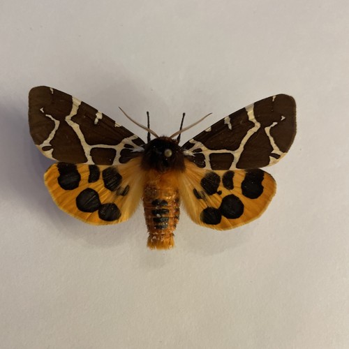 Entomologie actia caja - entomologie*actia, caja*ex