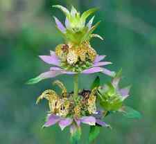 OL 2118XZ Spotted beebalm Monarda Flowers Seeds Samen Stück 25