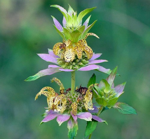 2118xz spotted beebalm - ol,