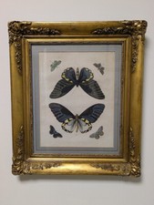 Antik Kupferstich Handcoloriert Schmetterlinge + Empire Biedermeier Prunkrahmen