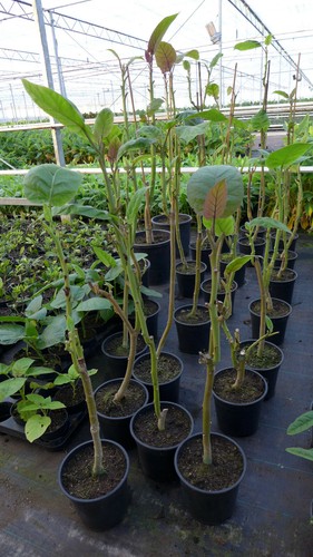 Baumtomate tamarillo - baumtomate,