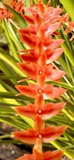Dendrochillum species red - species,