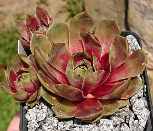 Sempervivum lotus 1 - sempervivum, "lotus"