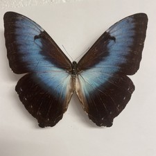 Entomologie*Morpho
