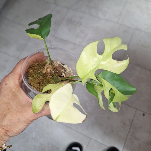 Rhaphidophora tetrasperma - rhaphidophora,