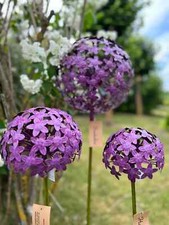Exner Gartenstecker Allium