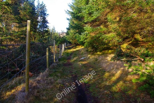 Photo 12x8 new deer fencing - 12x8,