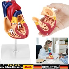 Anatomie Modell Herz des