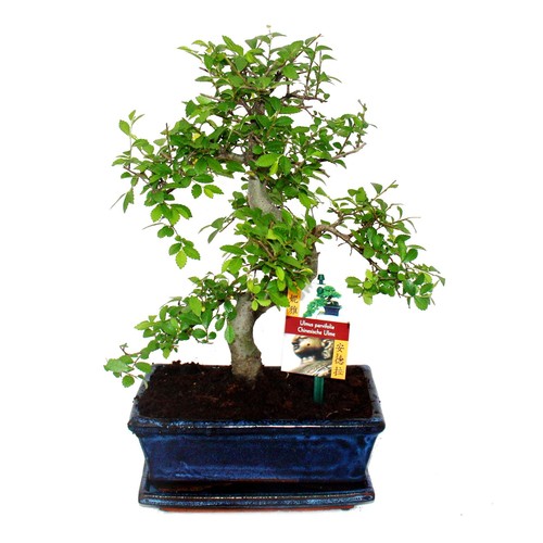 Exotenherz bonsai - -,
