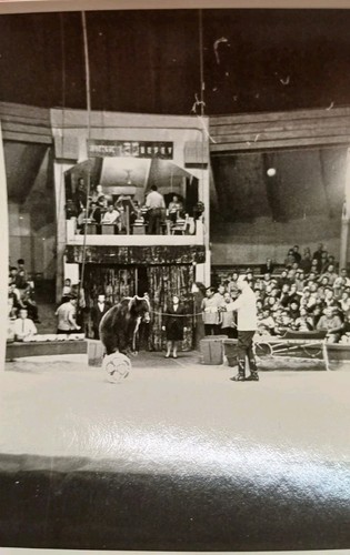 Zirkus gastspiel leipzig - zirkus, bär