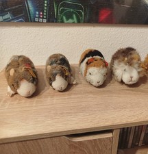 Steif Meerschweinchen