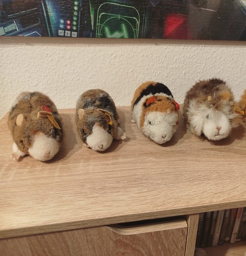 Steif meerschweinchen - steif,