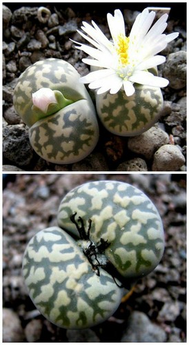 Samen lithops karasmontana - samen,