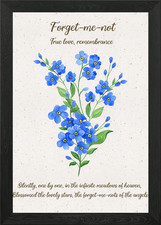 Vergissmeinnicht Blume