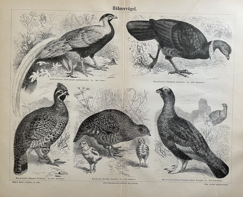 Hühnervögel historischer - hÜhnervÖgel,