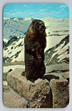 Vintage Marmot Postcard Rocky