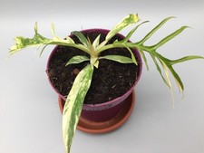 Philodendron Tortum aurea