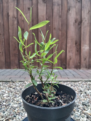 Korkenzieherweide salix - korkenzieherweide,,