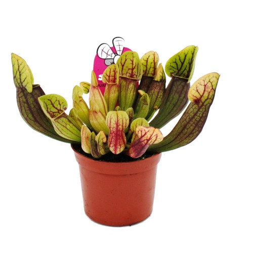 Schlauchpflanze sarracenia - schlauchpflanze,