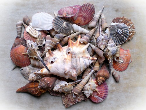 Muschel mix box - mix, in