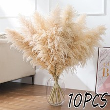 10 Stück Pampasgras XXL