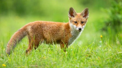 Wandbild rotfuchs vulpes - wandbild:,