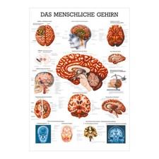 Gehirn mini poster - gehirn, mini-poster