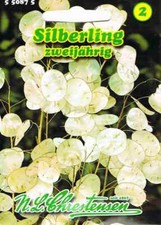 Silberling trockenblume - silberling,