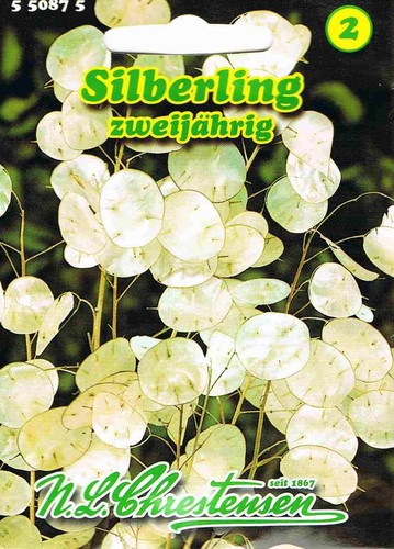 Silberling trockenblume - silberling,