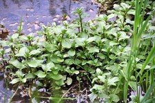 Brunnenkresse und Bachbunge