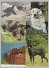 Hunde 39 Ansichtskarten ,Schnauzer ,Colli , Terrier , Dackel .. alle abgebildet