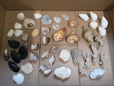 Muschel Sammlung konvolut   große und kleine verschiedene