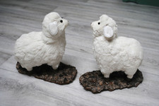 Schafe Lämmchen Lämmer