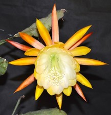 W.C.Clark - große Pflanze