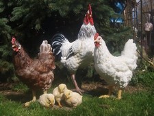 Hahn huhn figur deko - hahn,