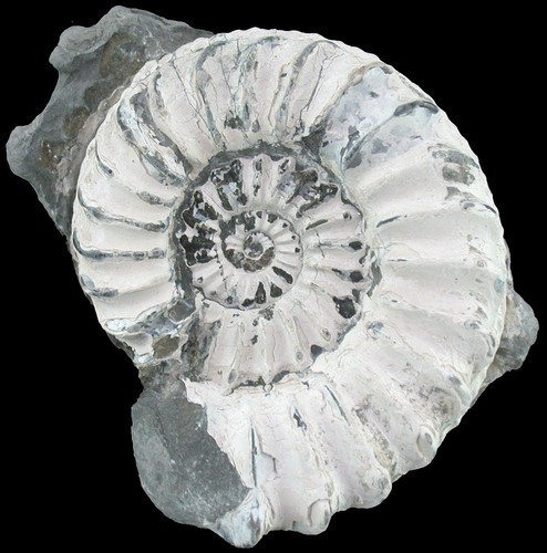 Lias pleuroceras spinatum - lias,