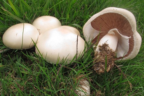 Weisser anis champignon - weisser,