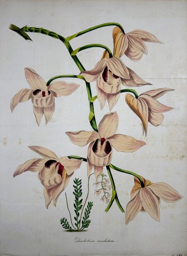 Orchid dendrobium moschatum - orchid,