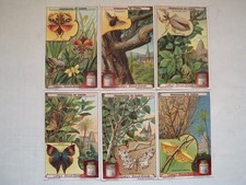 Liebig Sammelbilder (A885)Schutzanpassung der Insekten, Bilder haben Alters und