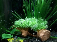 Teichlebermoos (Riccia fluitans)