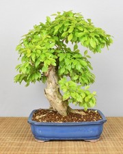 Bonsai Indoor, Taubenbeere