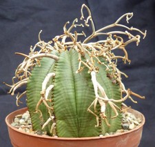 10 Samen von Euphorbia valida, erntefrisch aus 2025