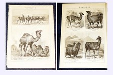 KAMELE Dromedar Trampeltier