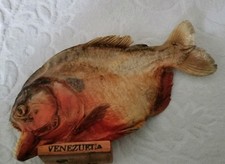 Piranha Fisch Präparat